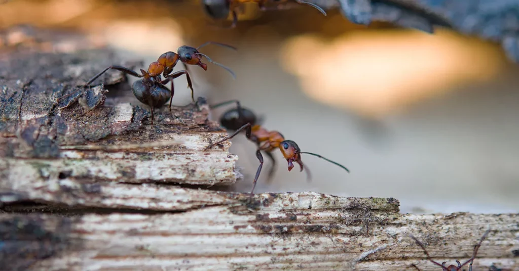 Ant Control Perth