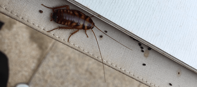 How To Get Rid Of A German Roach Infestation?